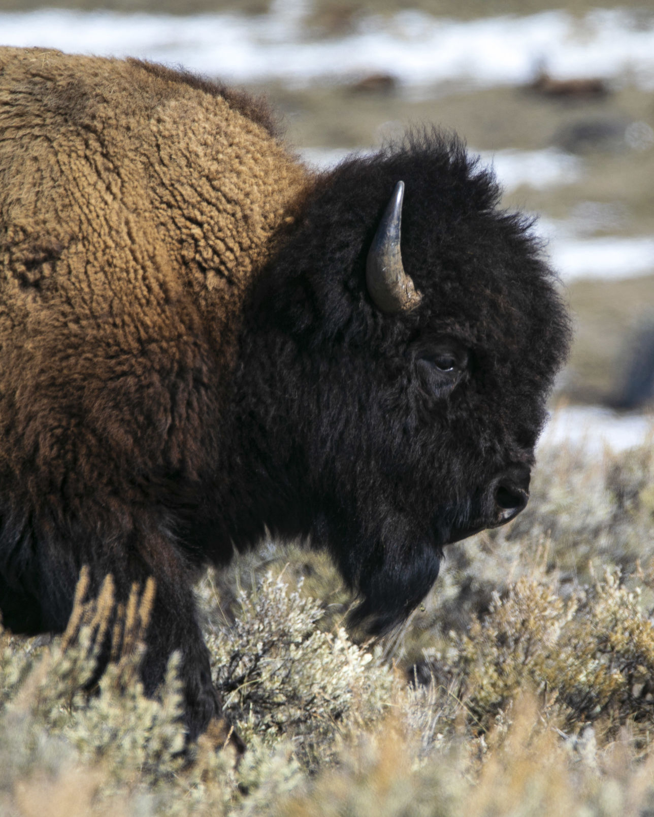 Bison
